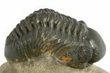 Reedops Trilobite - Atchana, Morocco #310636-2